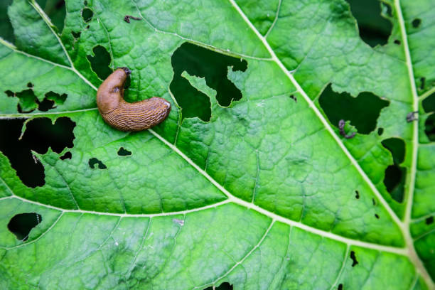 Natural Predators: Harnessing Nature's Help in Caterpillar Control