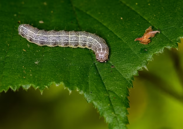 The Lifecycle of Caterpillars: Key Stages and Behaviors