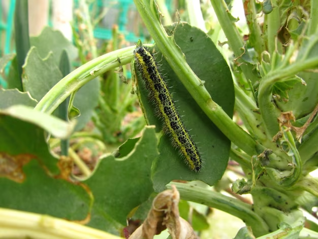 Harmful Effects of Caterpillars on Plants: Recognizing the Damage