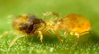 The Life Cycle of Spider Mites: What You Need to Know