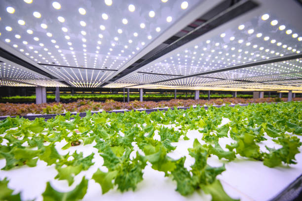 Hydroponic Cultivation