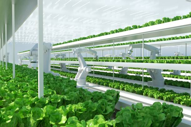 Understanding Compact Hydroponic Cultivation