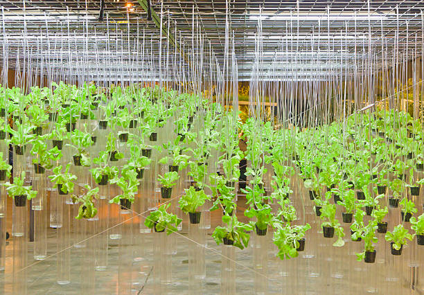 Maximizing Crop Yield and Quality in Hydroponics