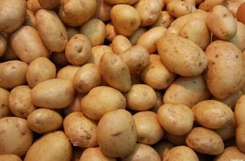Considering the Influence of Light Exposure on Potato Taste