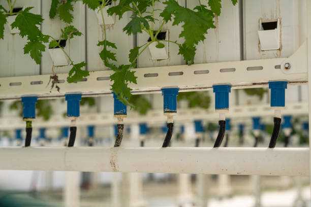 Faster Growth: With precise control over nutrient delivery, hydroponics accelerates plant growth, resulting in shorter crop cycles and quicker harvests.