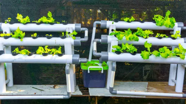 Year-Round Cultivation: Unlike traditional farming, hydroponics allows for year-round cultivation, eliminating seasonal limitations and ensuring a consistent supply of fresh produce irrespective of the weather.