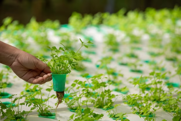 Water Efficiency: Hydroponic systems use up to 90% less water compared to conventional agriculture, making it a sustainable solution for regions facing water scarcity.