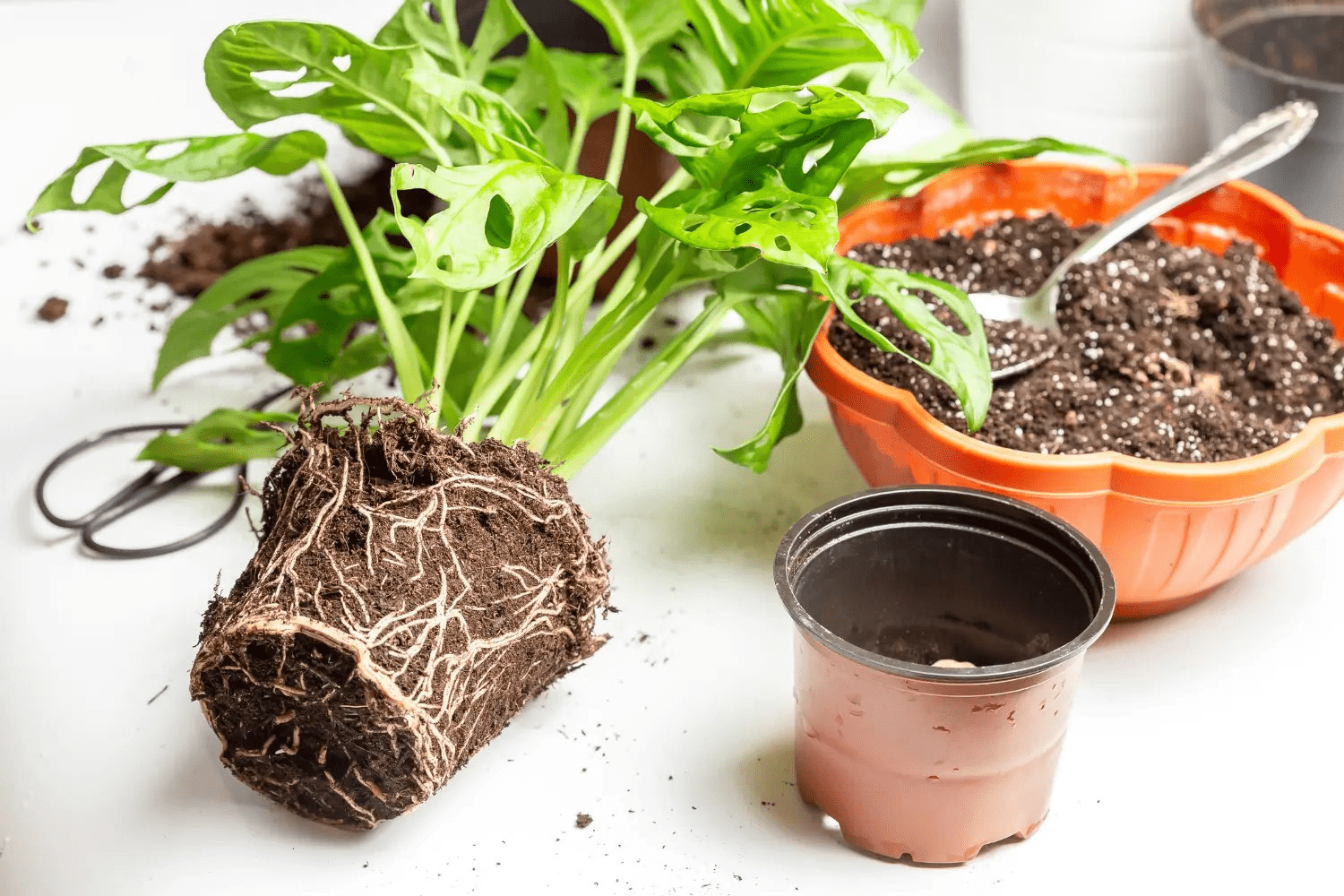 Fertilizing tips to enhance growth and foliage development