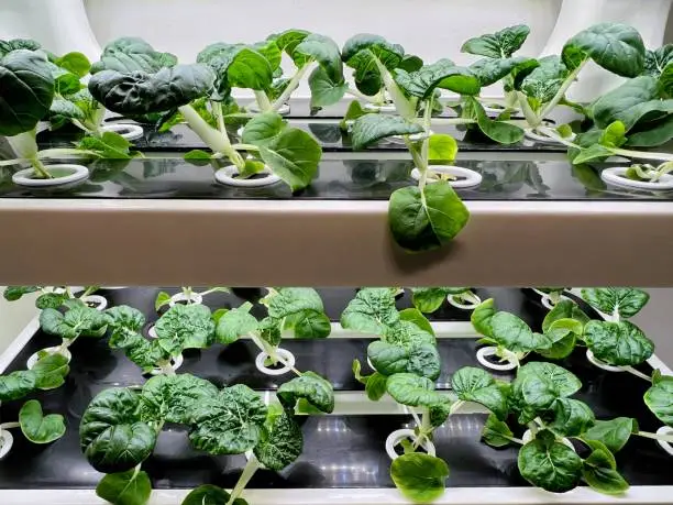 Choosing the Right Watering System for Hydroponics