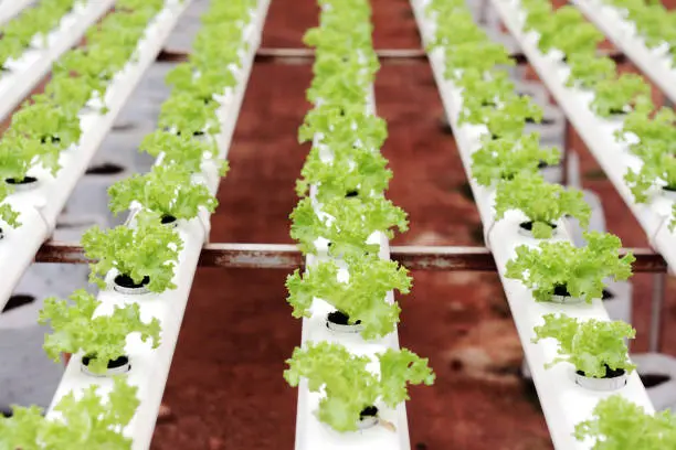 Ensuring Proper Nutrient Levels in Hydroponic Watering