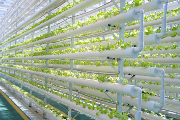 How to Water Your Hydroponic Plants Properly: 7 Essential Tips