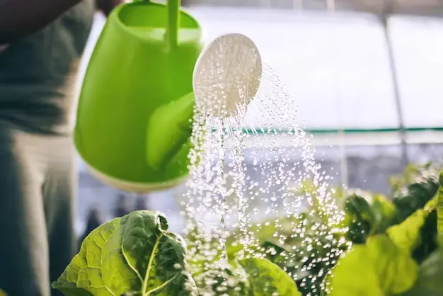 Using Quality Water Sources for Hydroponic Systems