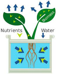 Science behind EC in hydroponics
