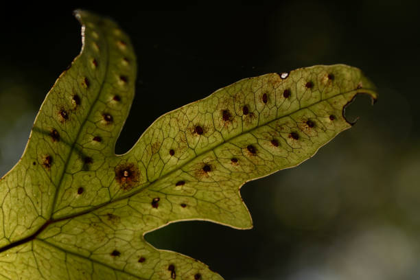 Natural Remedies: Non-chemical Approaches to Treating Septoria Leaf Spot