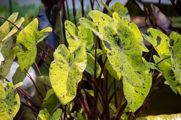 Septoria Leaf Spot: What It Is, How to Dodge It, and How to Heal It