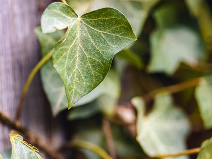 Introduction to Septoria Leaf Spot