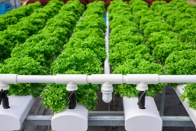 Organic Hydroponics: Can You Really Grow Without Soil?