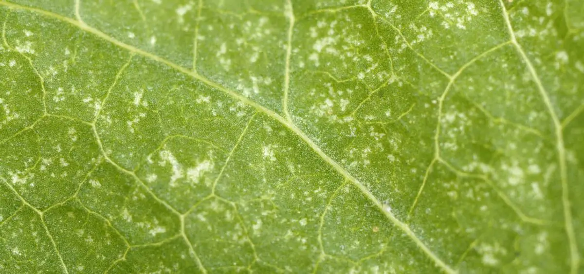 Identifying Spider Mite Infestations: Signs and Symptoms