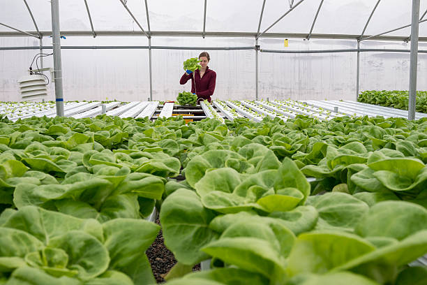 Organic Hydroponics vs. Traditional Soil-based Agriculture
