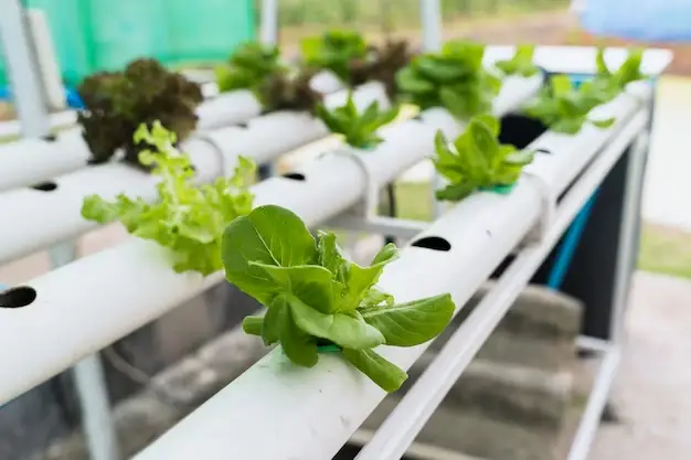 Selecting the Right Location for Your Hydroponic Setup