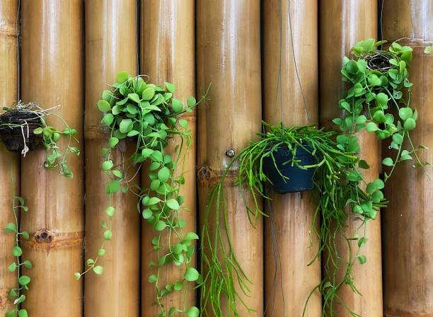 Bamboo Supports: An Eco-friendly Alternative for Plant Support