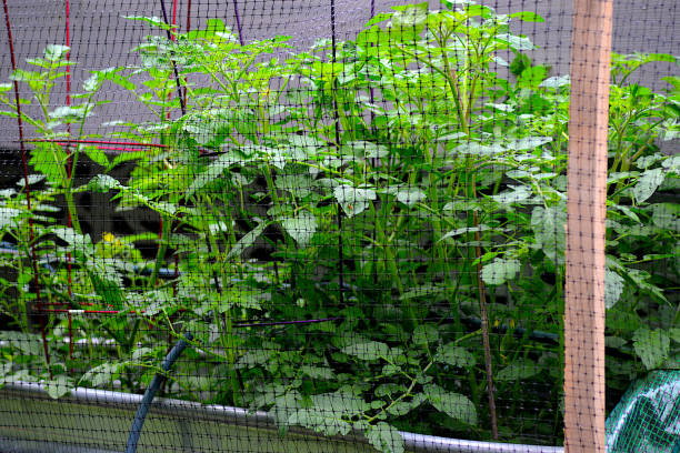 Mesh Supports: A Versatile Option for Supporting Various Plants
