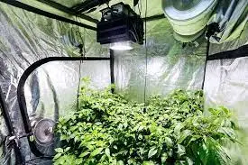 Plants grown in grow room with optimal air circulation 