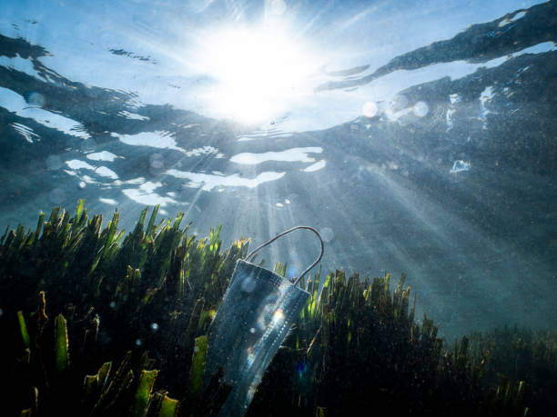 Understanding the Role of Grow Medium in Deep Water Culture