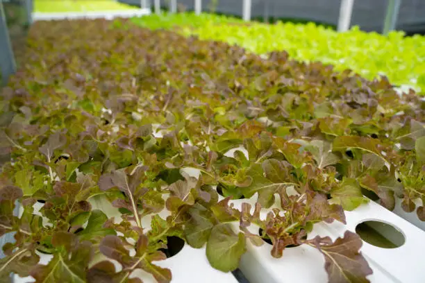 Learning from Successful Case Studies of Hydroponic Gardens Powered by Renewable Energy