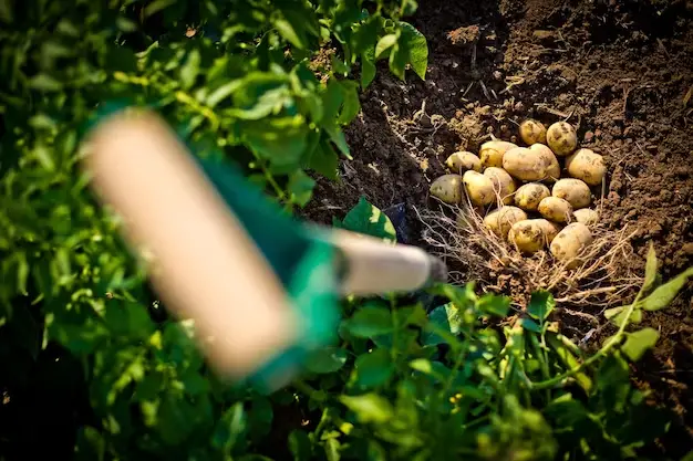 The Secret to Watering Your Hydroponic Potatoes for Maximum Growth