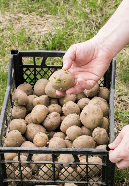 Understanding the Water Needs of Hydroponic Potatoes