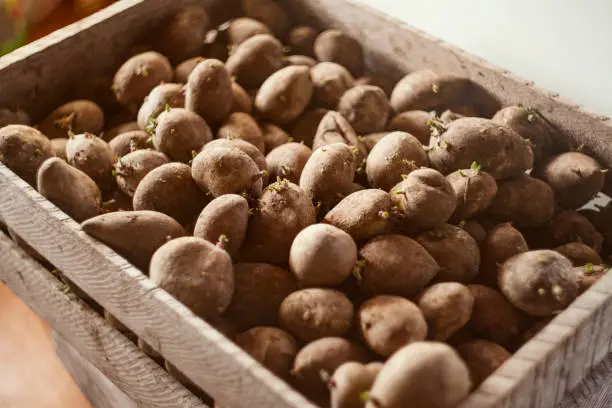 Recognizing Symptoms of Underwatering in Hydroponic Potato Plants