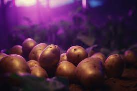 Exploring the Role of Light in Hydroponic Potato Cultivation