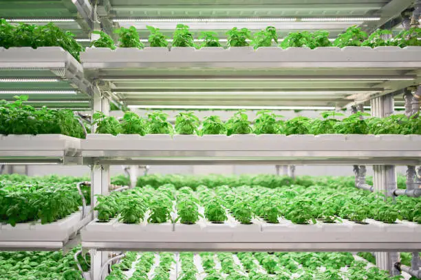 Indoor hydroponics From Seedling to Salad Bowl: Growing Crisp Lettuce with Indoor Hydroponics