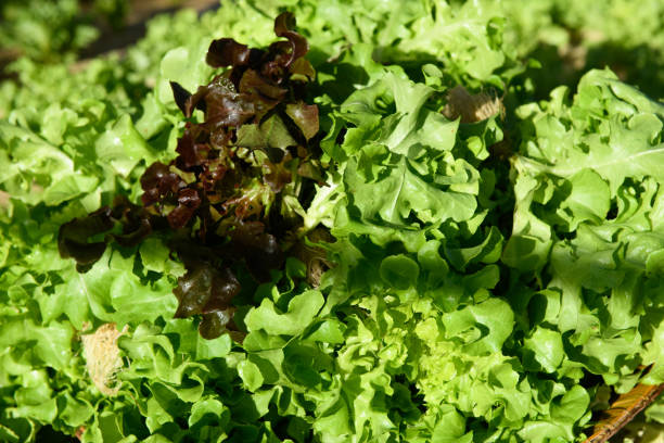Selecting the Right Seeds for Your Indoor Lettuce Garden