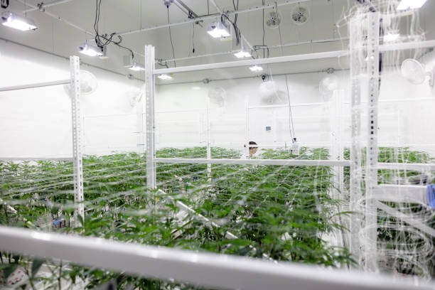 Bigger Size Grow Room with More Inline Fans.