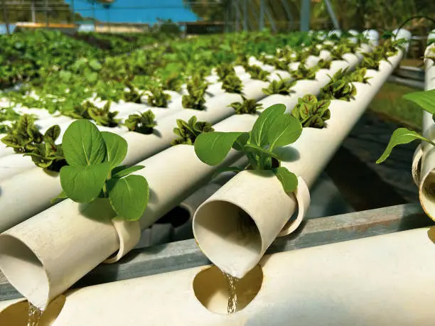 How to Build Your Own Hydroponic System with These 7 Low-Cost DIY Projects