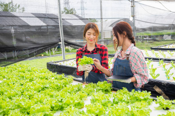 Selecting the Right Location for Your Hydroponic System