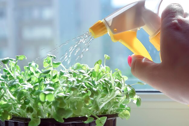 Creating a Nutrient Solution for Your Hydroponic Plants