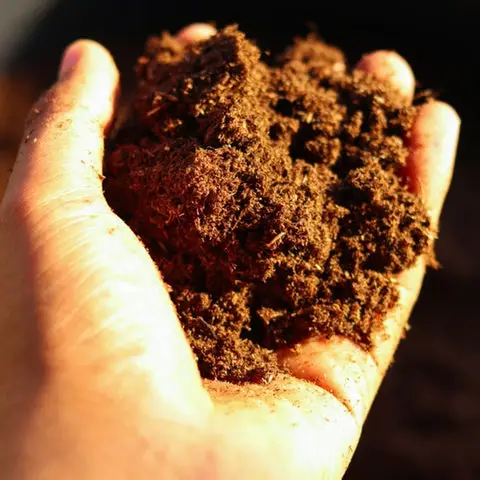 Understanding the Benefits of Incorporating Sphagnum Peat in Your Garden