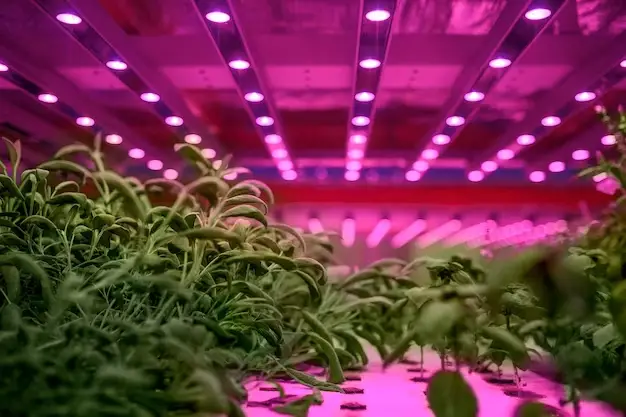 How to Use Lighting Controllers, Movers, and Meters to Optimize Your Indoor Grow Light Setup