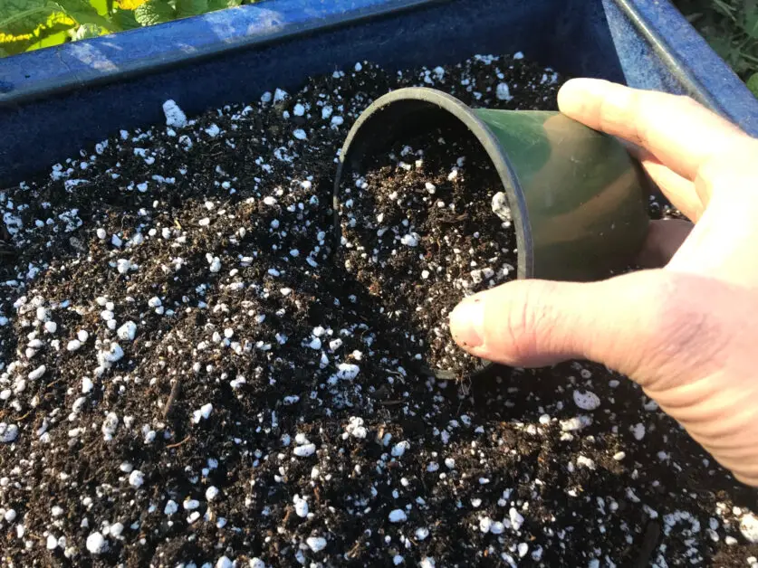 Perlite in Potting Mixes: Creating the Ideal Growing Medium