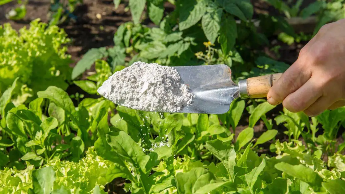 Diatomaceous earth: how to use it as a garden pest control |