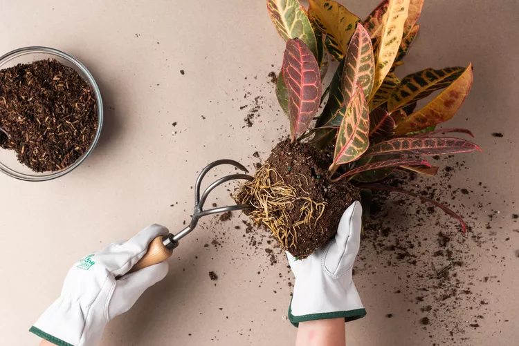 How to Prune Your Plant Roots for Better Growth and Health