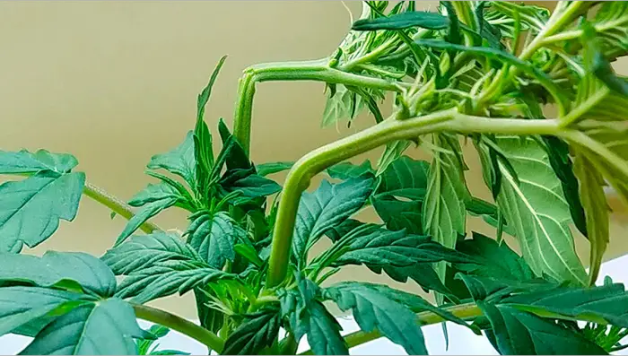 How to Increase Your Yield and Potency with Super Cropping (Supercropping) Techniques