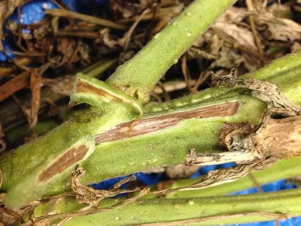 Fusarium Wilt: What It Is, How to Prevent It, and How to Treat It