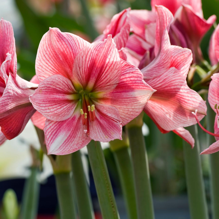 How to Grow Amaryllis: A Guide to Growing These Beautiful and Colorful Flowers