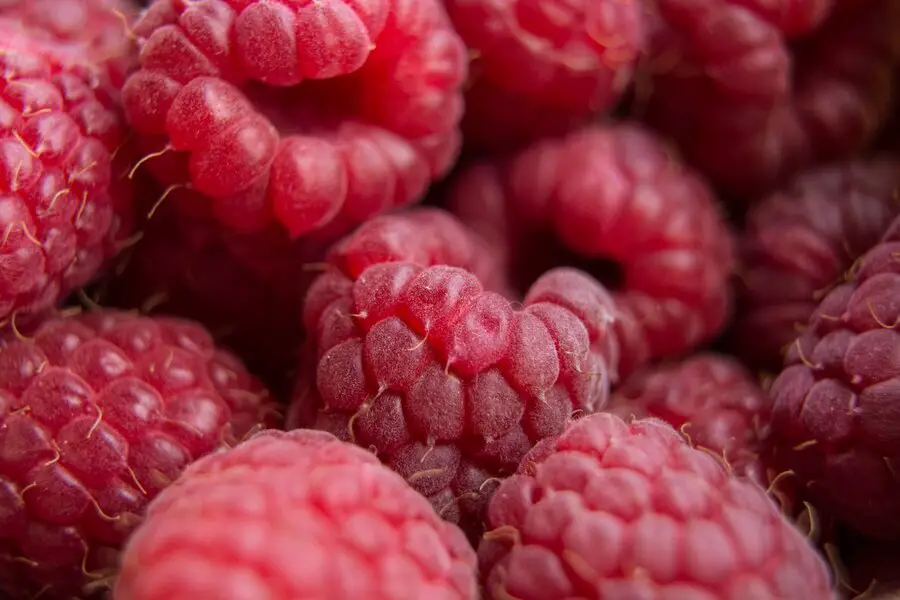 vitamins summer berries raspberries background close up selective focus harvest concept 85523 727 1