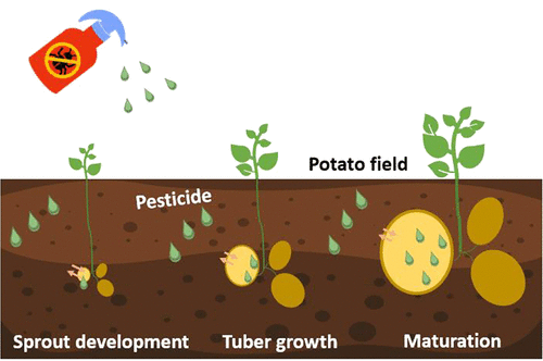Exploring the Effects of Pest Control Methods on Potato Flavor