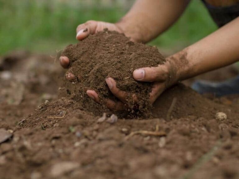Clay Soil: How to Amend and Improve It